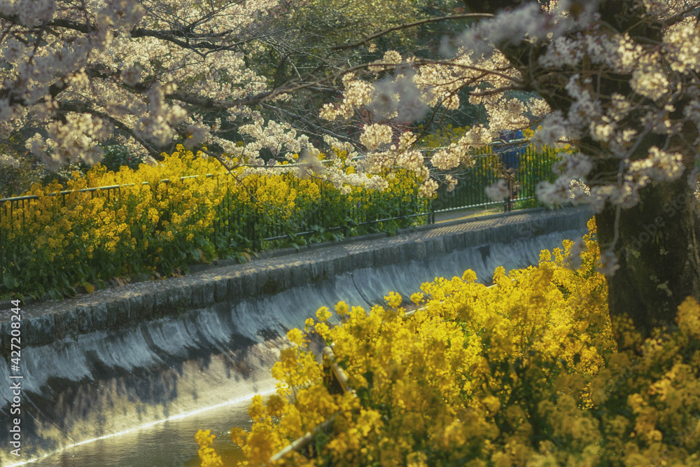 春の京都、琵琶湖疏水（山科疏水）に咲く満開の菜の花と桜
