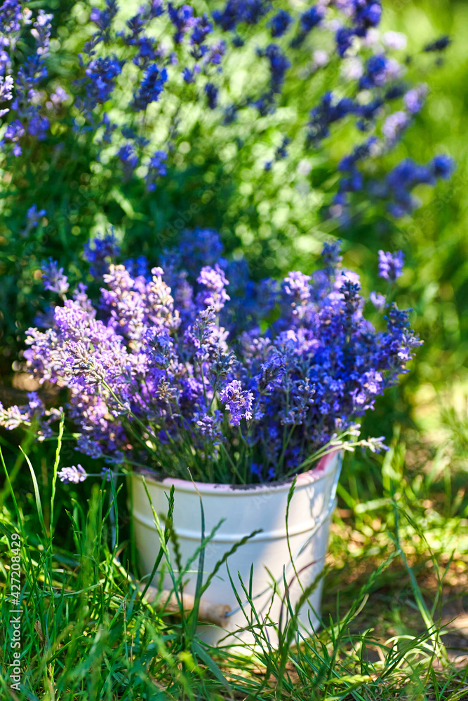 White vase with lavender bouquet on lavender field background