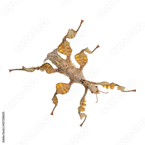 Top view of Spiny Leaf Insect aka Extatosoma tiaratum. Isolated on white background. photo