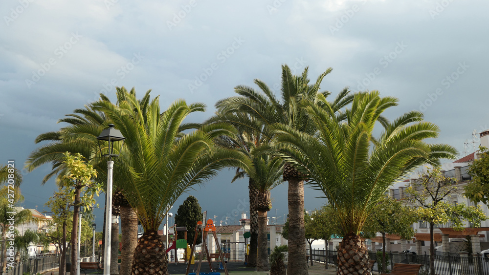 Palm trees on dark storm cloudy morning