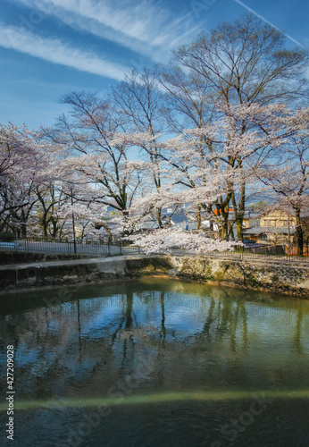 春の京都、山科にある琵琶湖疏水と満開の桜咲く風景