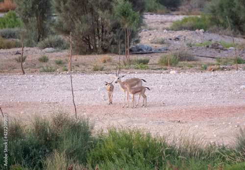 Arabian Reem Gazelle Fawn in natural habitat conservation area  Saudi Arabia  