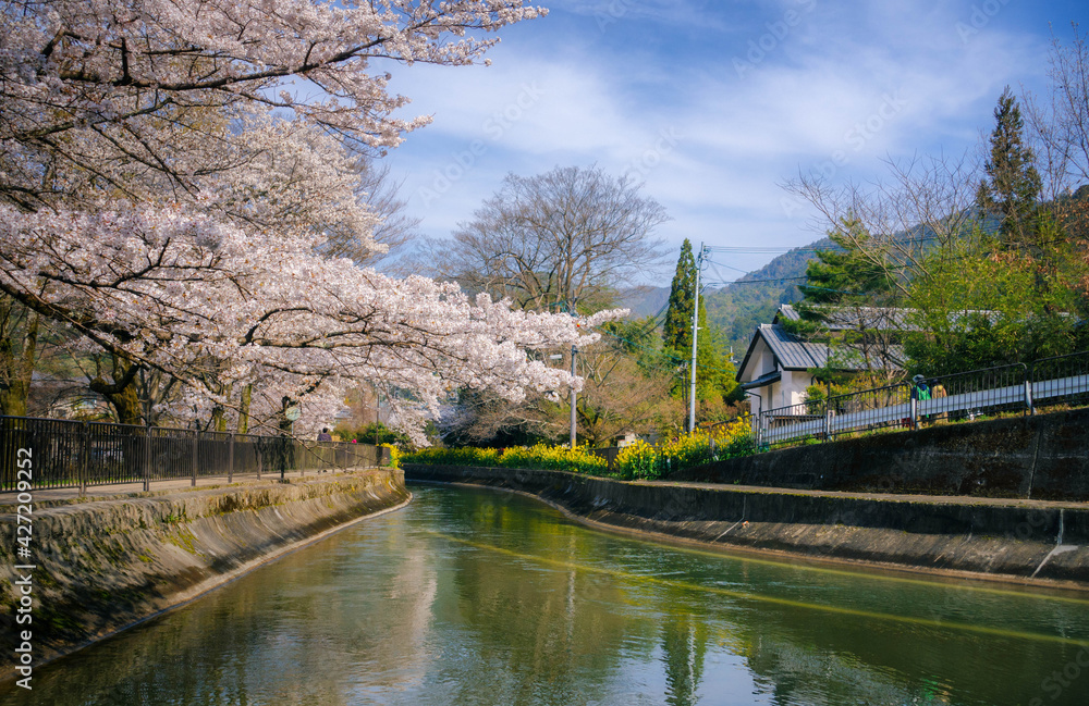 Naklejka premium 春の京都、山科にある琵琶湖疎水と満開の桜の風景