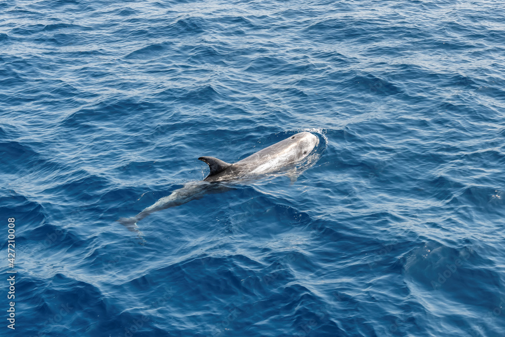 Obraz premium Dolphin underwater on on blue sea from boat in Red Sea, Egypt