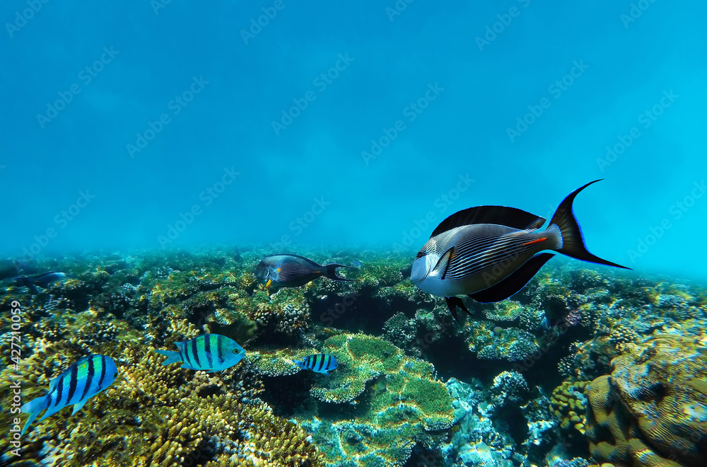 Fototapeta premium Underwater in colorful coral reef, fish in tropical sea, Red Sea, Egypt.
