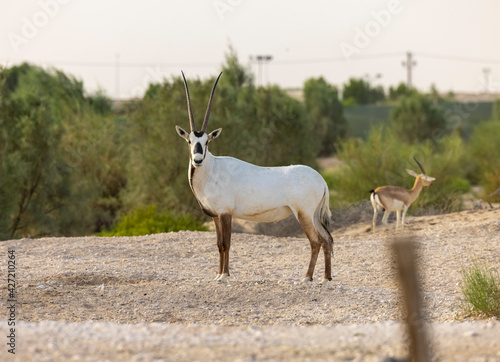 Arabian Oryx in captive natural habitat conservation program in Saudi Arabia