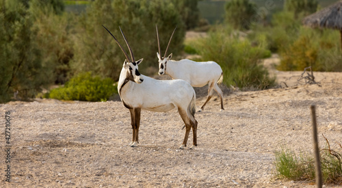 Arabian Oryx in captive natural habitat conservation program in Saudi Arabia © hyserb