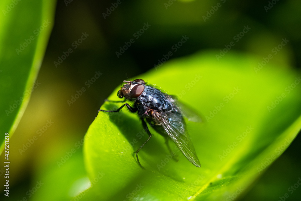 Mosca em folha verde