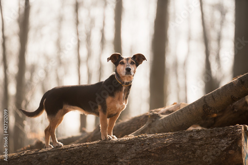 cute dachshund terrier mix crossbreed dog standing on a log pile in a forest in early spring