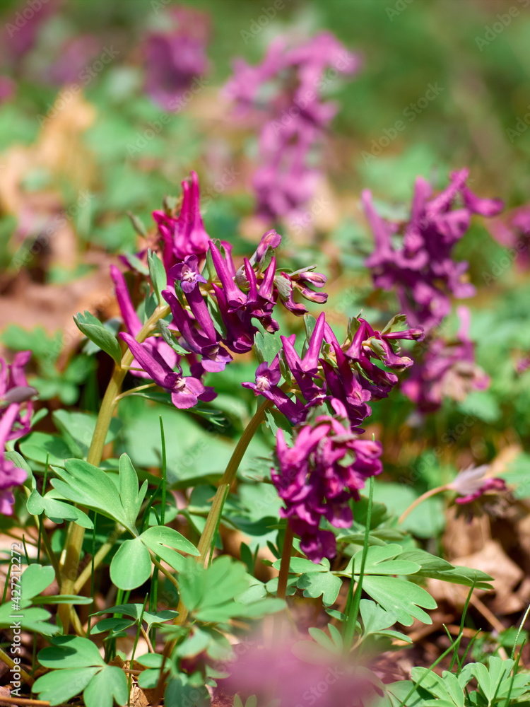 Purple corydalis flowers in forest on early spring Purple corydalis flowers in forest on early spring