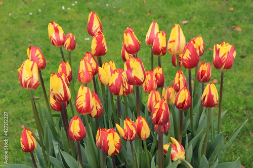 Yellow Red Flamed Helmar Tulips in Amsterdam  Holland