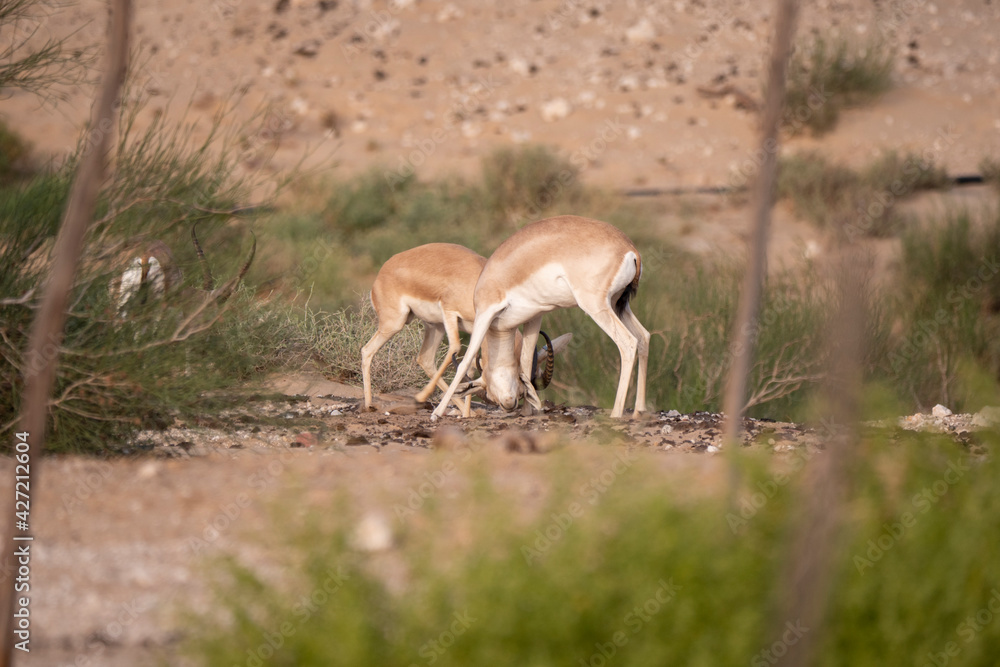 Arabian Sand Gazelle in natural habitat conservation area, Saudi Arabia Arabian Sand Gazelle in natural habitat conservation area, Saudi Arabia