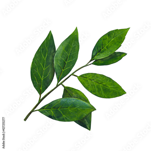 Green branch of laurel leaf isolated on white background. Watercolor hand drawn illustration.