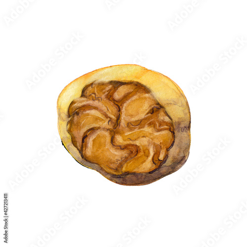 The half of nutmeg isolated on white background. Watercolor hand drawn illustration.