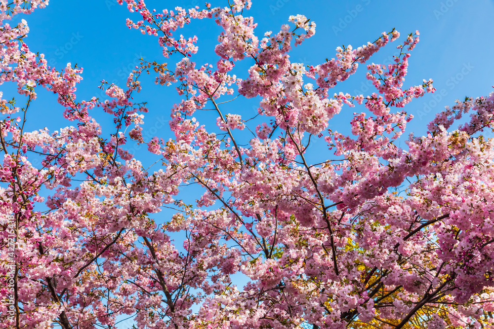 Blooming sakura branches on a background of blue sky