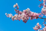 Blooming sakura branches on a background of blue sky