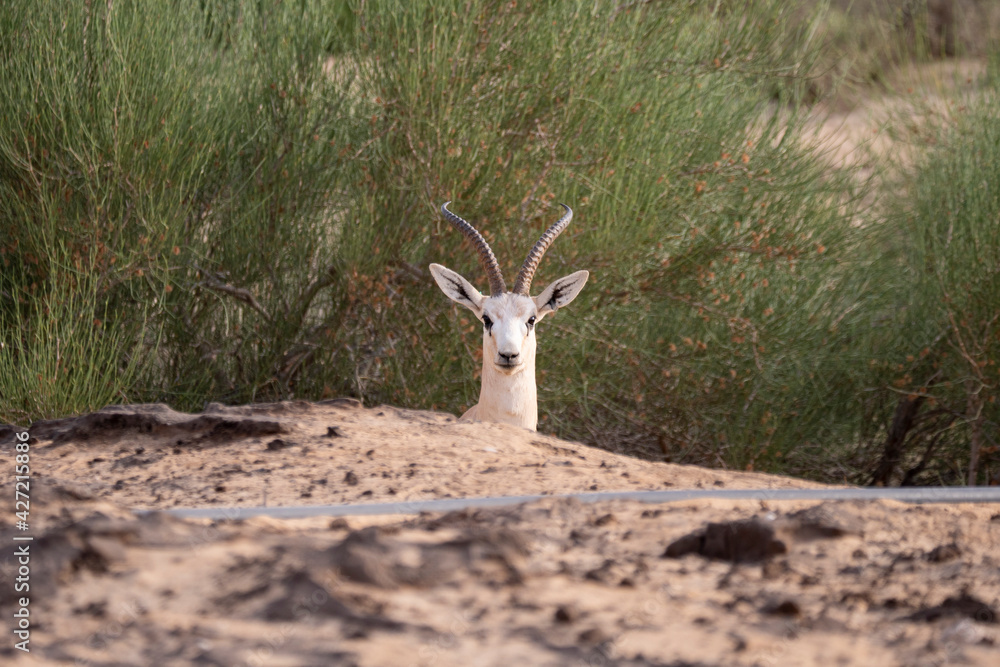 Arabian Sand Gazelle in natural habitat conservation area, Saudi Arabia Arabian Sand Gazelle in natural habitat conservation area, Saudi Arabia