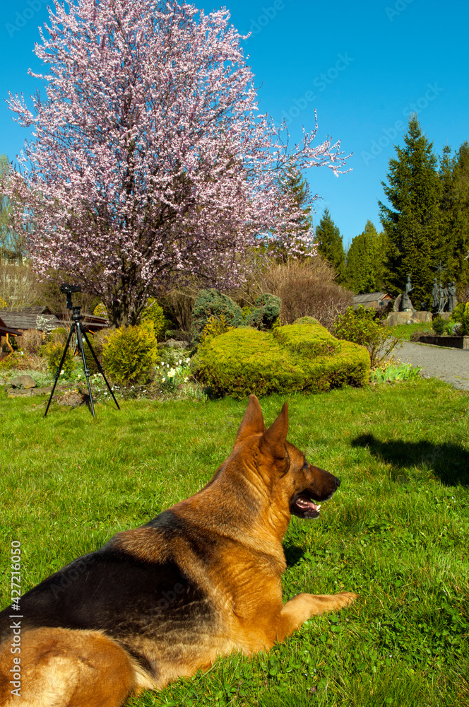 Naklejka premium German Shepherd dog on the grass resting under the spring sun