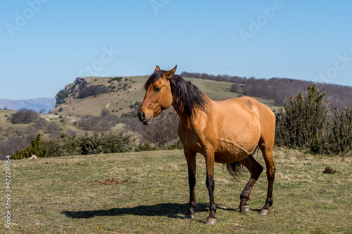  horse live in freedom on the heights of the Dr  me proven  ale