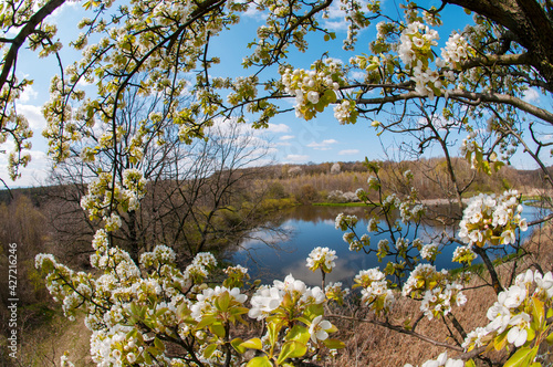 White pear tree flower on natural background. Sunny spring day with beautiful blue sky blossom flowers with copy space © mikhailgrytsiv