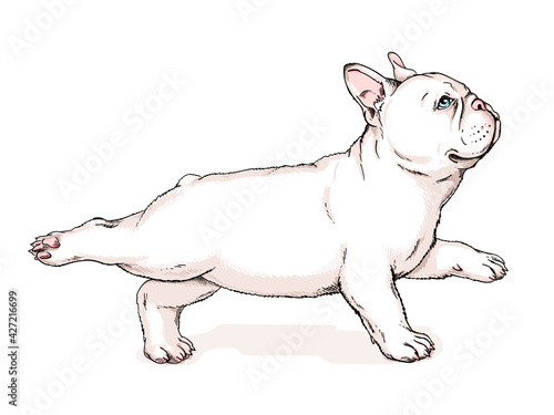 Cute french bulldog puppy. Vector illustration in hand drawn style