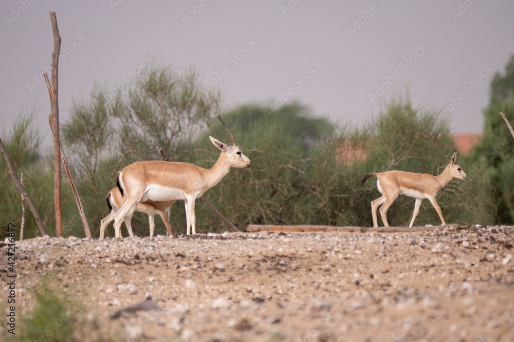 Arabian Sand Gazelle – Gazelle conservation breeding in Saudi Arabia ...