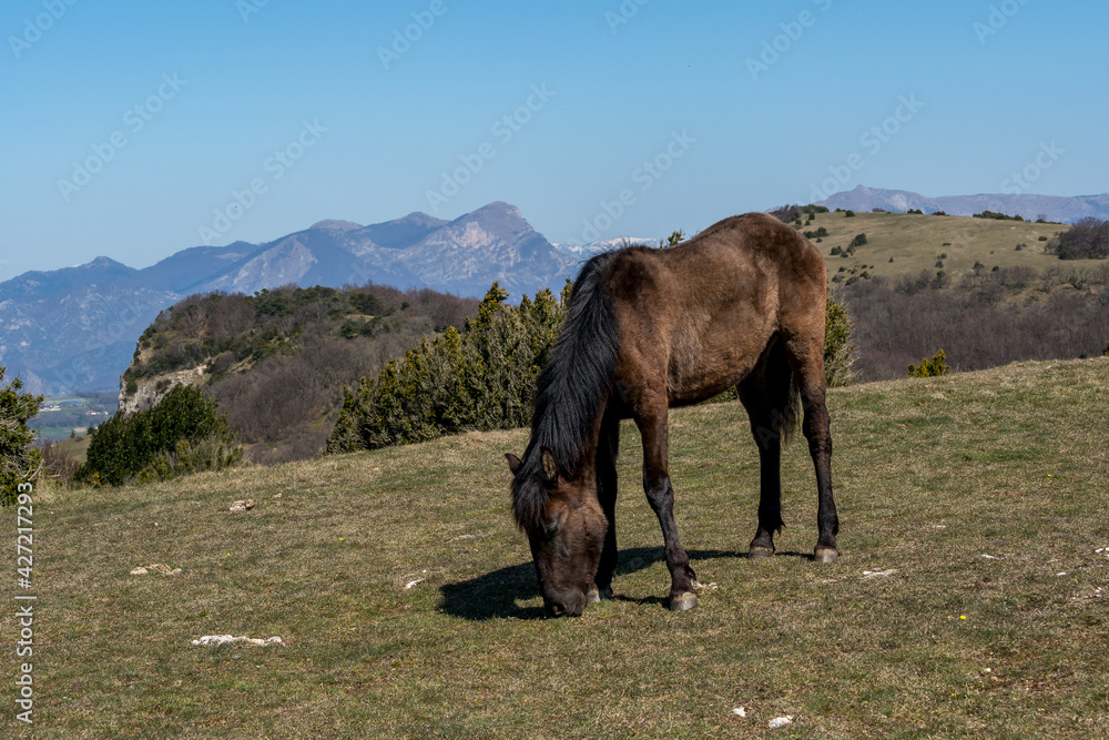Naklejka premium horse live in freedom on the heights of the Drôme provençale