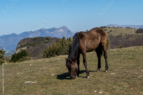  horse live in freedom on the heights of the Drôme provençale © serge