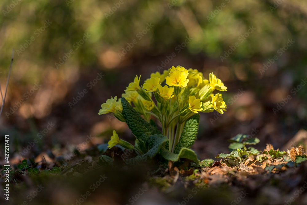 Primrose in the undergrowth in Provence, France Primrose in the undergrowth in Provence, France