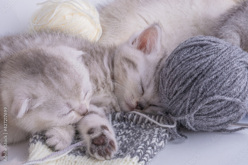 Cute kitten with balls of yarn on a white background.