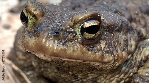 Big frog in the forest, close-up. A swamp toad sits and breathes. Huge brown amphibian (bufonidae). Wildlife in the spring. photo