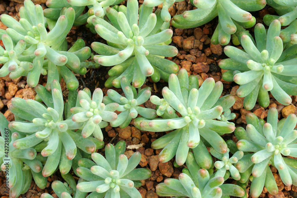 Closeup Green fresh Succulent echeveria plant - Texture background - Green nature concept , Floral backdrop and beautiful detail Closeup Green fresh Succulent echeveria plant - Texture background - Green nature concept , Floral backdrop and beautiful detail