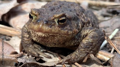 Big frog in the forest, close-up. A swamp toad sits and breathes. Huge brown amphibian (bufonidae). Wildlife in the spring.