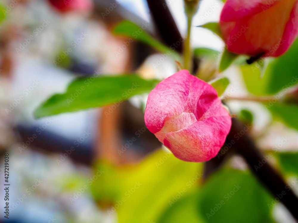 Cherry flower