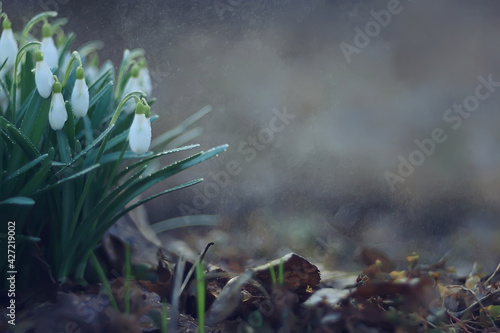 white wild snowdrops in spring forest, beautiful wildflowers in March © kichigin19