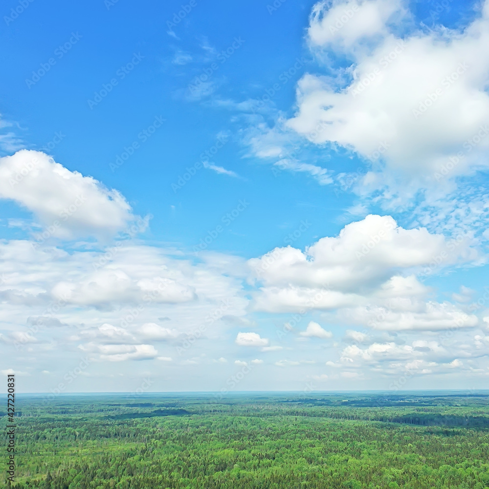 summer forest top view drone, background green trees panorama landscape summer forest top view drone, background green trees panorama landscape