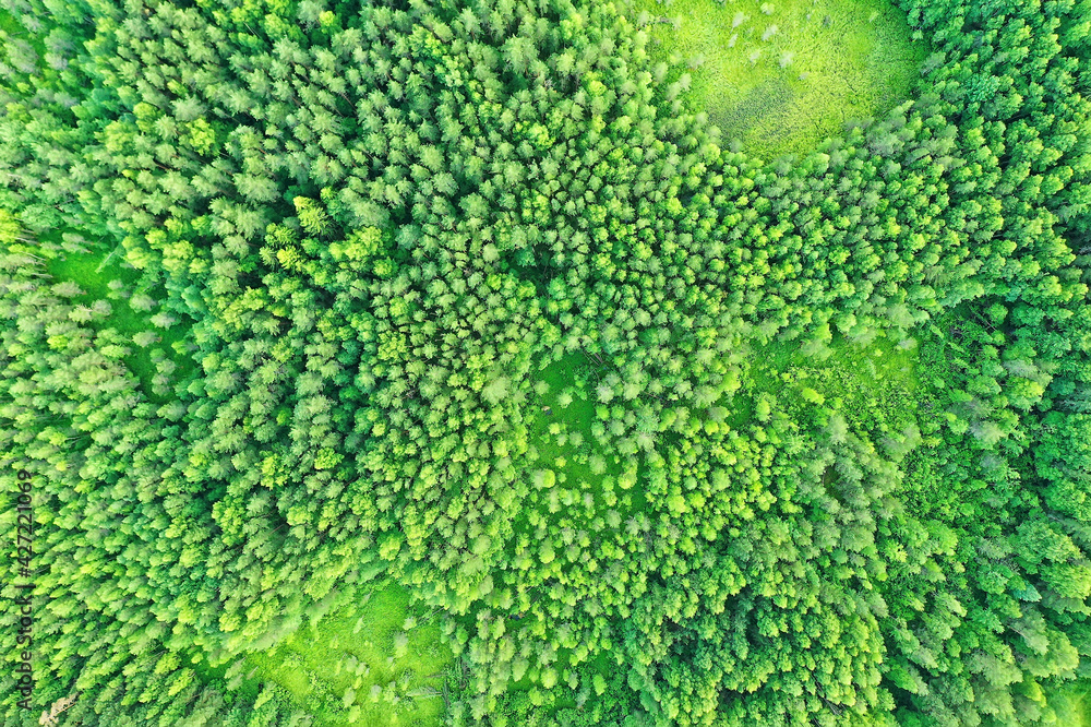 summer forest top view drone, background green trees panorama landscape