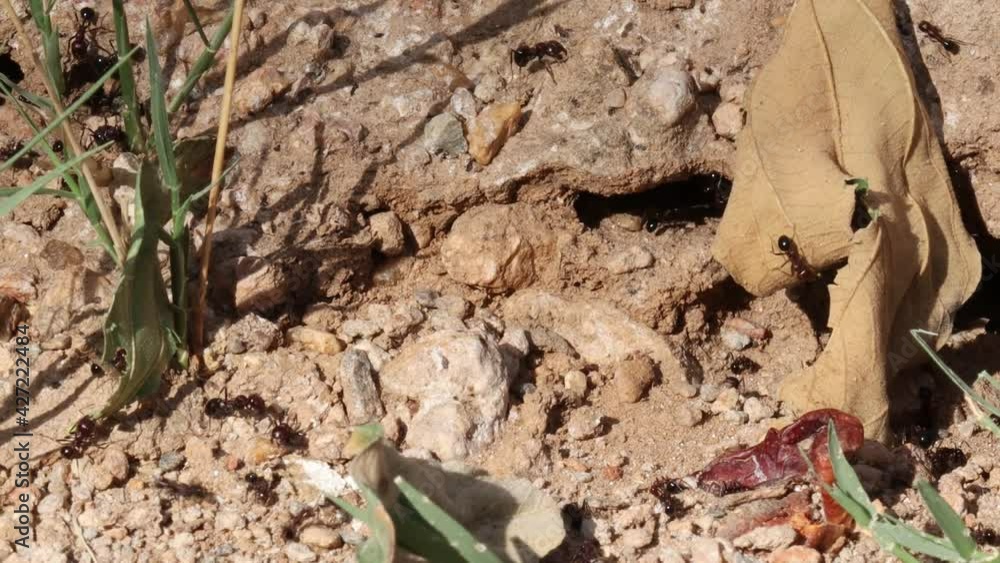 Ants moving out of the ant colony (anthill). concept for Social animal ants, Ant team,Ant colony. Habit of ants, ants nature, anthill and ant home. Ants moving out of the ant colony (anthill). concept for Social animal ants, Ant team,Ant colony. Habit of ants, ants nature, anthill and ant home.