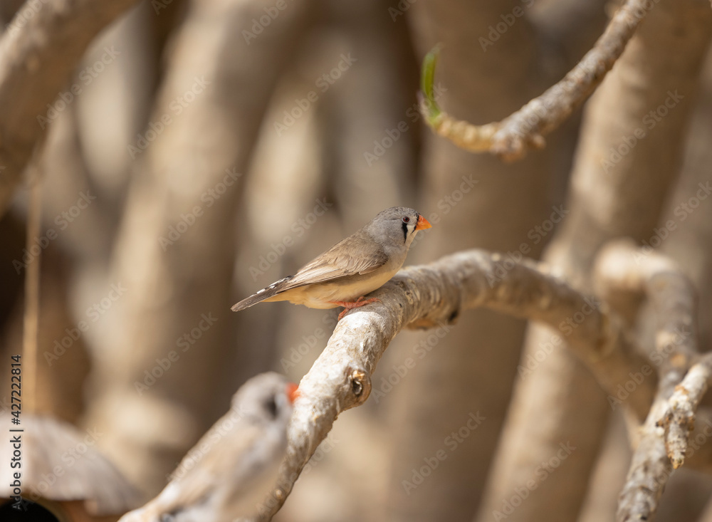 Black cheek Zebra Finch tropical bird in the Eastern Province of Saudi Arabia Black cheek Zebra Finch tropical bird in the Eastern Province of Saudi Arabia