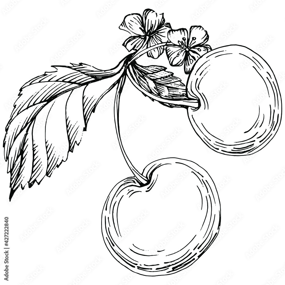 Cherry sketch drawing isolated. Black and white clip art isolated on ...