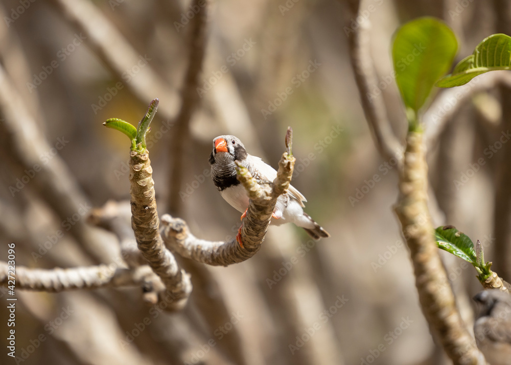 Black cheek Zebra Finch tropical bird in the Eastern Province of Saudi Arabia Black cheek Zebra Finch tropical bird in the Eastern Province of Saudi Arabia