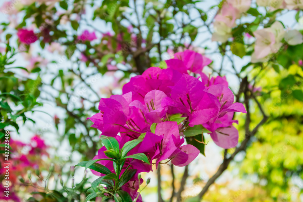 bougainvillea flower bloom in garden bougainvillea flower bloom in garden