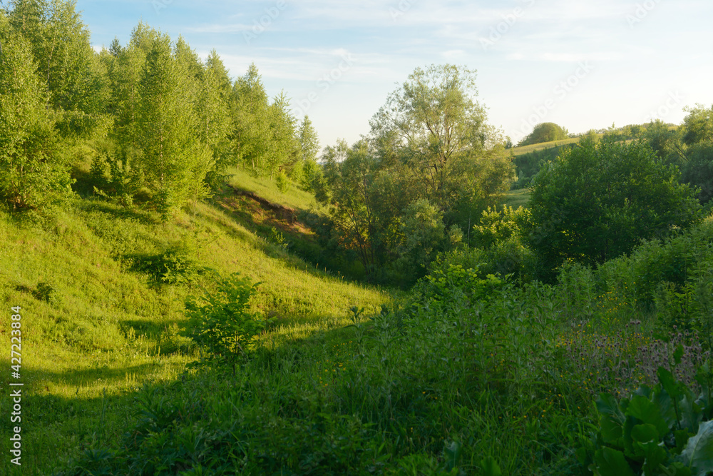summer landscape with bright greens and trees in a ravine