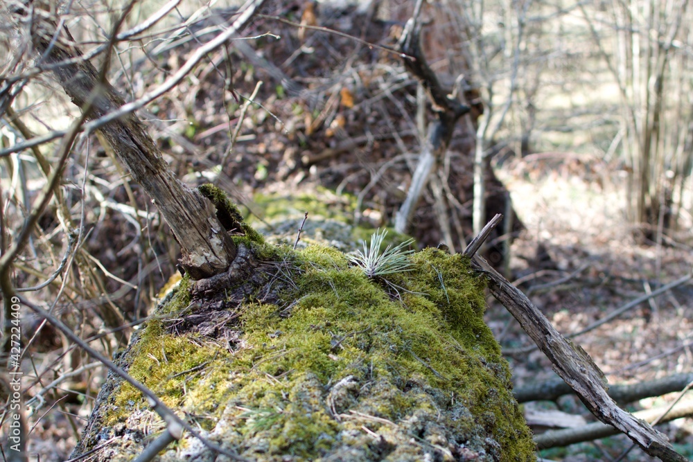 bright green moss on fallen tree in the forest jungle bright green moss on fallen tree in the forest jungle