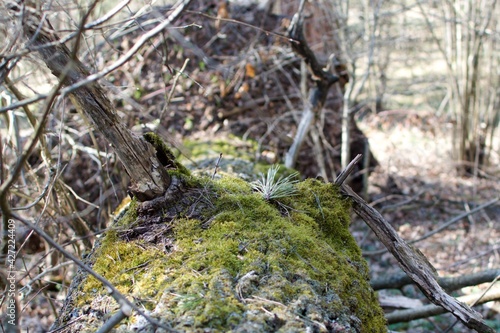 bright green moss on fallen tree in the forest jungle