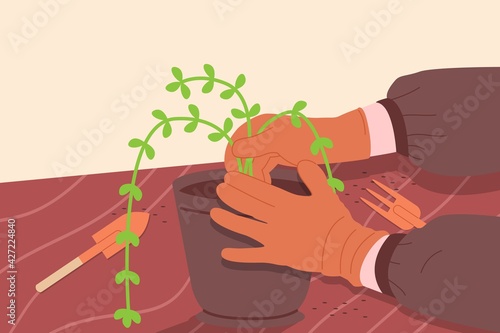 Planting garden flower. Gardening, farming, agriculturer hobby and job. Closeup image of a gardener replanting flowers in a flower pot. Flat cartoon vector illustration of hands holding a plant.