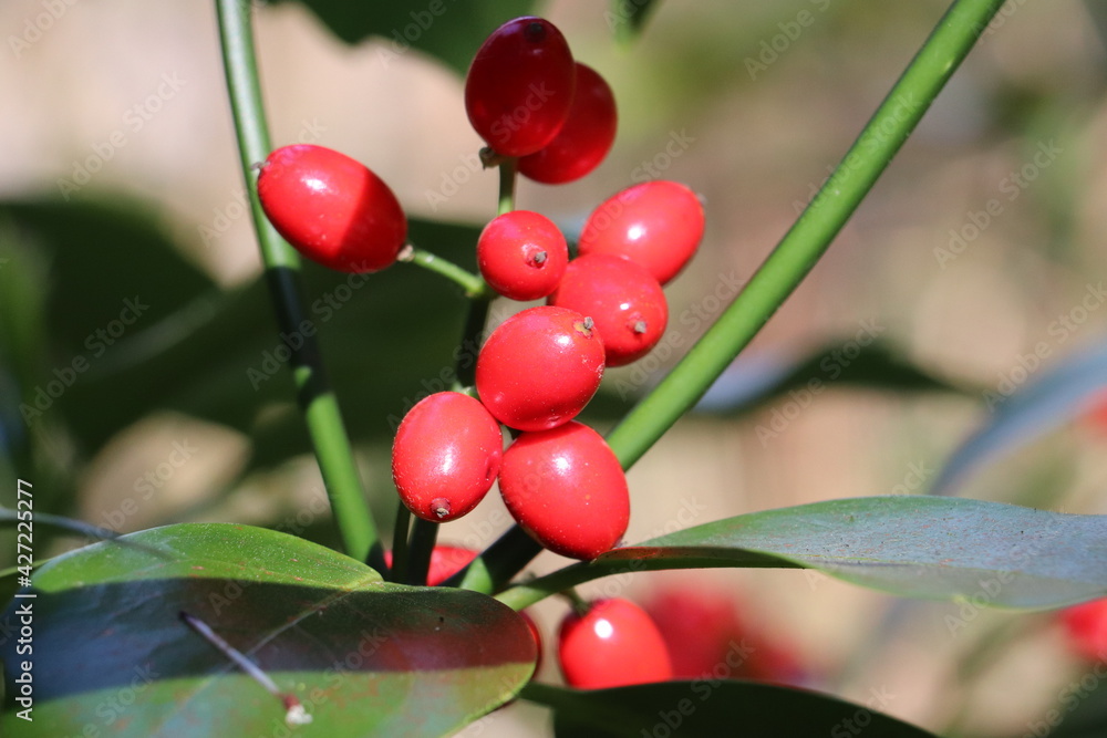 Obraz premium red berries on a branch