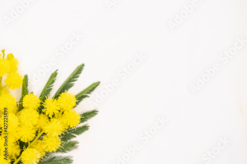 Fond clair avec des branches de mimosa - Composition florale colorée avec espace vide