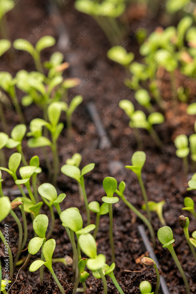 Fresh sprouts of aster seeds close-up. Growing plants of seedlings. Fresh sprouts of aster seeds close-up. Growing plants of seedlings.