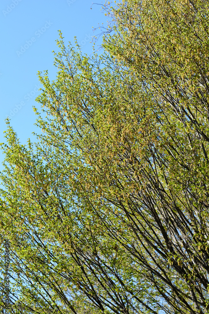 Fototapeta premium Common hornbeam